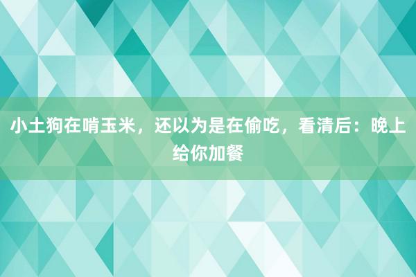 小土狗在啃玉米，还以为是在偷吃，看清后：晚上给你加餐